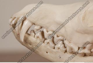 photo reference of skull 0040